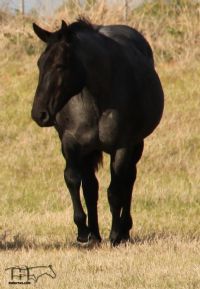 Perfection N Blue MA -RIP sweet girl, a very tough loss